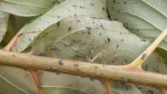 Po voškách nezostane ani stopa: zapíšte si zloženie tohto mydlového roztoku na postrek