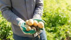 Ktorá odroda zemiakov je najlepšia na zemiakovú kašu: voňavá, múčnatá a po uvarení veľmi mäkká?