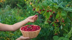 Maliny vás príjemne prekvapia bohatou úrodou a chuťou plodov: zapamätajte si tieto účinné spôsoby jarného hnojenia