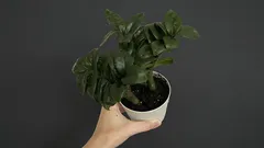 Zamioculcas polievajte len takto: listy budú hladké, lesklé a sýto zelené po celý rok