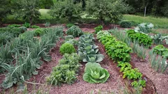 Staré ponožky nevyhadzujte: V záhrade vám pomôžu viac, než si myslíte