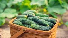 Čo je potrebné vysadiť vedľa uhoriek, aby boli chránené pred horúčavou a škodcami